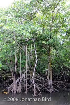  Mangroves [--]