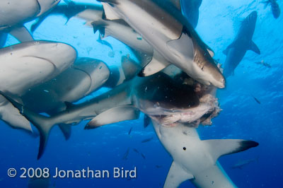 Gray Reef Shark [Carcharhinus amblyrhynchos]