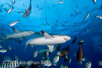 Gray Reef Shark [Carcharhinus amblyrhynchos]