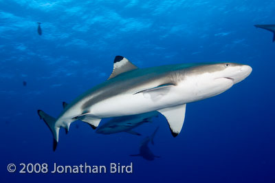 Black-tip Reef Shark [Carcharhinus melanopterus]