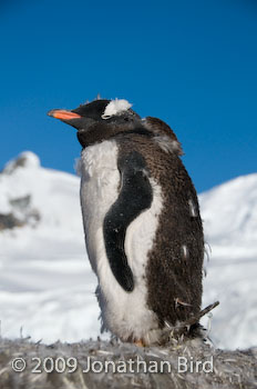 Gentoo Penguin [Pygoscelis papua]