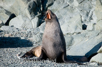 Antarctic Fur seal [Arctocephalus gazella]