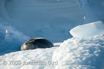 Weddell Seal [Leptonychotes weddellii]