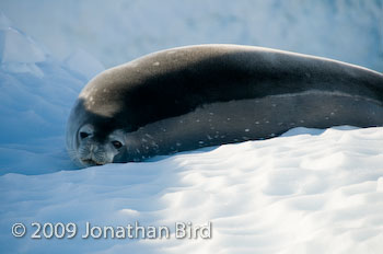 Weddell Seal [Leptonychotes weddellii]