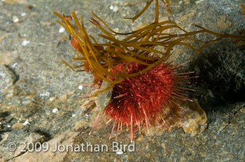 Antarctic Sea urchin [Sterechinus neumayeri]