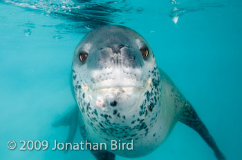 Leopard Seal [Hydruga leptonyx]