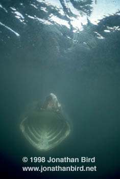 Basking Shark [Cetorhinus maximus]