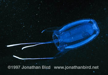 Box Jellyfish [Carybdea alata]
