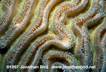 Brain Coral [Diplora labyrinthiformis]