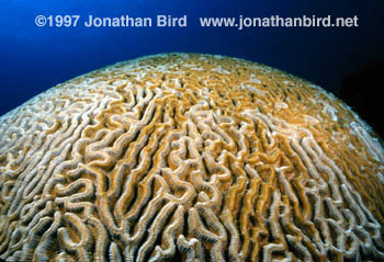 Brain Coral [Diplora strigosa]