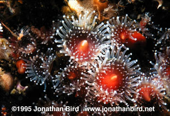 Club Tipped Anemone [Corynactis californica]