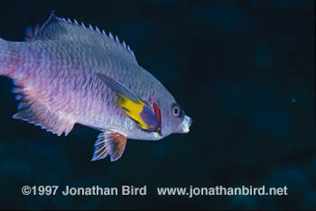Spanish Hogfish [Bodianus rufus]