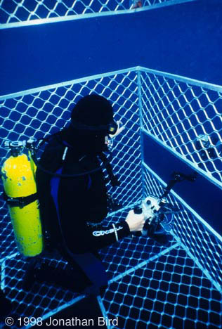 Diver in Cage [--]
