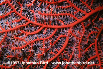 Red Gorgonian [Melithaea sp.]