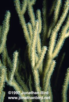 Porous sea rod Gorgonian [Pseudoplexaura sp.]