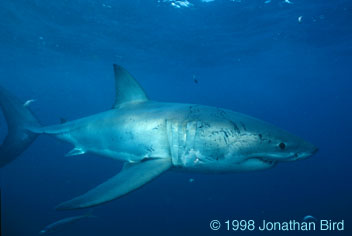 Great white Shark [Carcharodon carcharias]