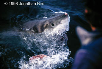 Great white Shark [Carcharodon carcharias]