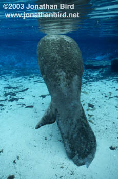 West Indian Manatee [Trichechus manatus]