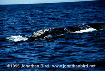 Northern Right Whale [Eubalaena glacialis]