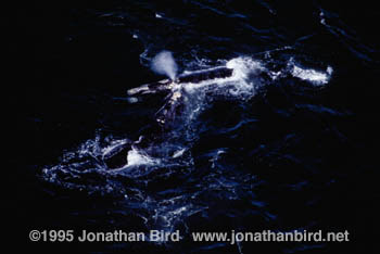 Northern Right Whale [Eubalaena glacialis]