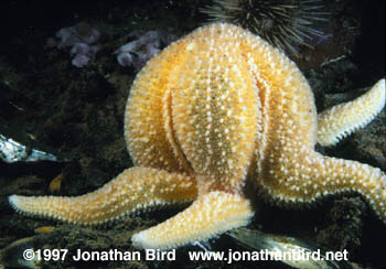 Northern Sea star [Asterias vulgaris]