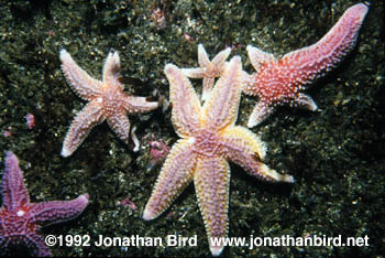 Northern Sea star [Asterias vulgaris]