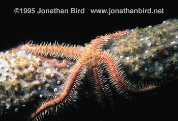 Sponge Brittle star [Ophiothrix suensonii]