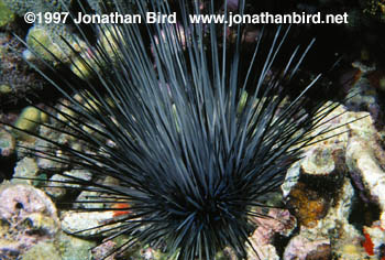 Long Spined Sea urchin [Diadema antillarum]