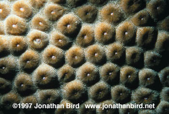 Great Star Coral [Montastria cavernosa]