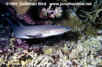 White Tip Reef Shark [Triaenodon obesus]