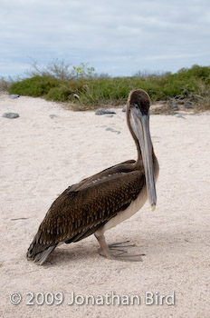 Galapagos Brown Pelican [Pelecanus occidentalis]