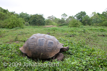 Galapagos Tortoise [Geochelone elephantopus]