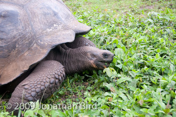 Galapagos Tortoise [Geochelone elephantopus]