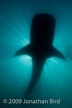 Whale Shark [Rhincodon typus]