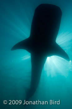 Whale Shark [Rhincodon typus]