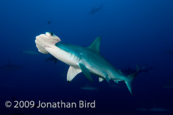 Scalloped Hammerhead Shark [Sphyrna lewini]