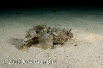 Banded Toadfish [Halophyme diemensis]