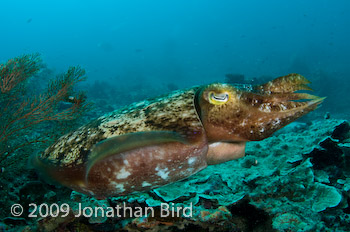 Broadclub Cuttlefish [Sepia latimanus]
