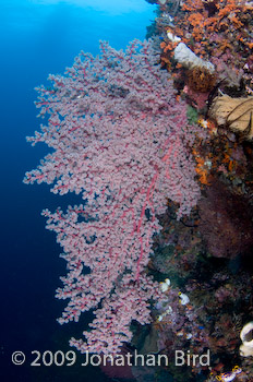 Coral Reef [--]
