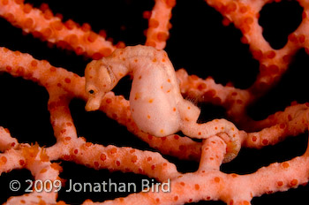 Pygmy Seahorse [Hippocampus bargibanti]