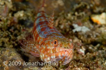 Reef Lizardfish [Synodus variegatus]