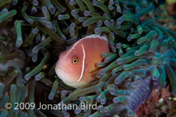 Pink Anemonefish [Amphiprion perideraion]