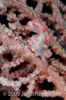 Pygmy Seahorse [Hippocampus bargibanti]
