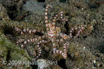Wonderpus Octopus [Wunderpus photogenicus]