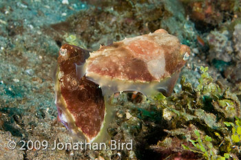 Papuan Cuttlefish [Sepia papuensis]
