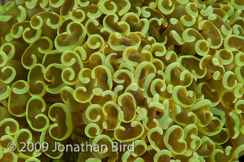 Coral Polyp [--]