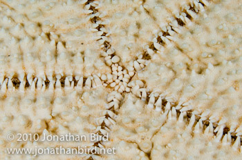 Caribbean Cushion Sea star [Oreaster reticulatus]