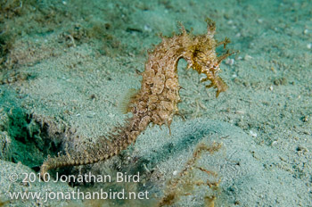Lined Seahorse [Hippocampus erectus]
