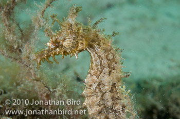 Lined Seahorse [Hippocampus erectus]