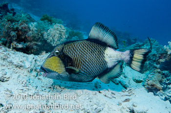 Titan Triggerfish [Balistoides viridescens]